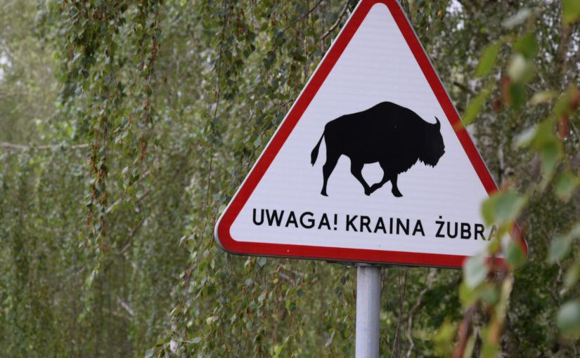 W krainie żubra