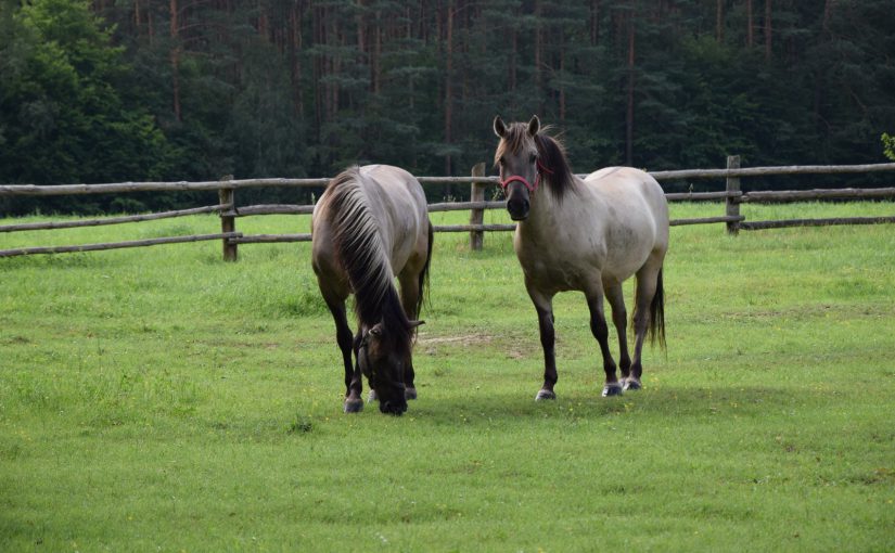W krainie konika polskiego