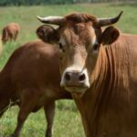 Czy te oczy mogą kłamać?