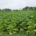 UWAGA - konkurs SMS!