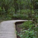 Odcinek specjalny w lesie