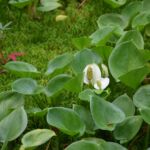 Konkurs SMS w szerszym planie