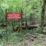 Rezerwat przyrody "Lasy naturalne"