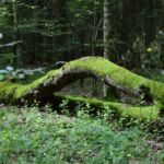 Naturalny cykl życia