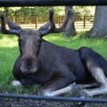 Chwilowy obiekt westchnień Sylwii