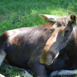 Łoś, jaki jest, każdy widzi...