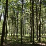 Puszczańskie krajobrazy