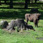 Żubr występuje w puszczy