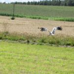 ...ale bociek i tak czmychnął!