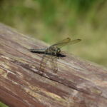 Wrót parku strzegą dość odważne ważki