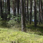 Jezioro Gacno Wielkie w prześwitach