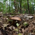 Podgrzybku jak żyć?