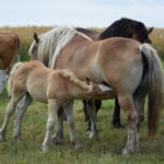 Złapany "przy podwieczorku"