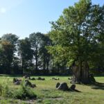 Drzewo na pierwszynm planie...