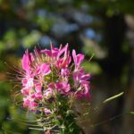 Niby jesień, niby wszystko się zwija...