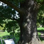 Dąb kard. Adama Sapiehy upamiętniający jego narodziny