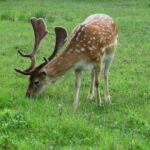 Bambi!