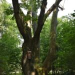 Jeden z olbrzymich dębów mijanych dziś na trasie...