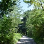 Roztaczańskie dróżki