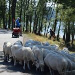 Kto by pomyślał - owce też się wybrały na wycieczkę na Velo Czorsztyn!