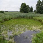Narew